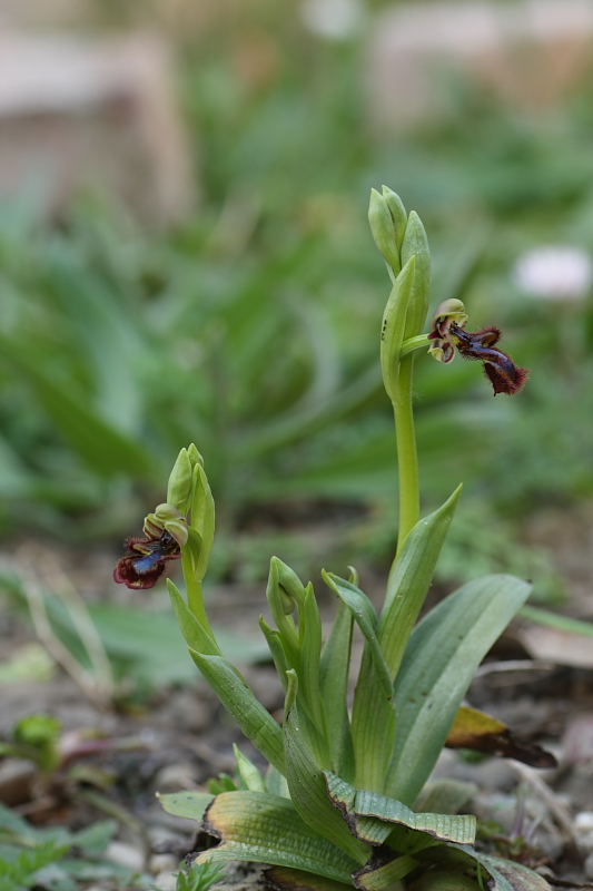 Ophrys speculum snob